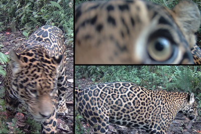Jaguar combined camera trap pics