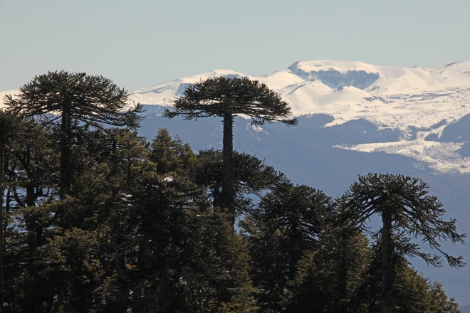 Img 3953 Araucaria Trees Araucaria Araucana Silhouetted Against The Snow Covered Lower Slope Of Llaima Volcano Nr