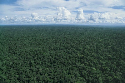 Aerial Forest Shot