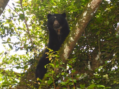 Rc Andeanbear Tashkin