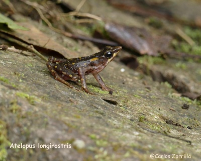 Atelopus Cropped plus 1650030