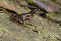 Atelopus longirostris close up 50k copy