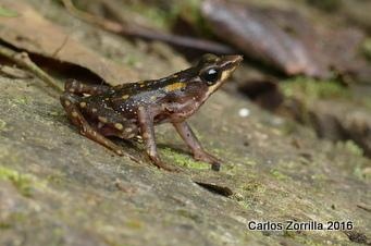 Atelopus longirostris close up 50k copy