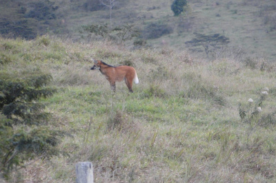 Maned Wolf Santo Adolfo