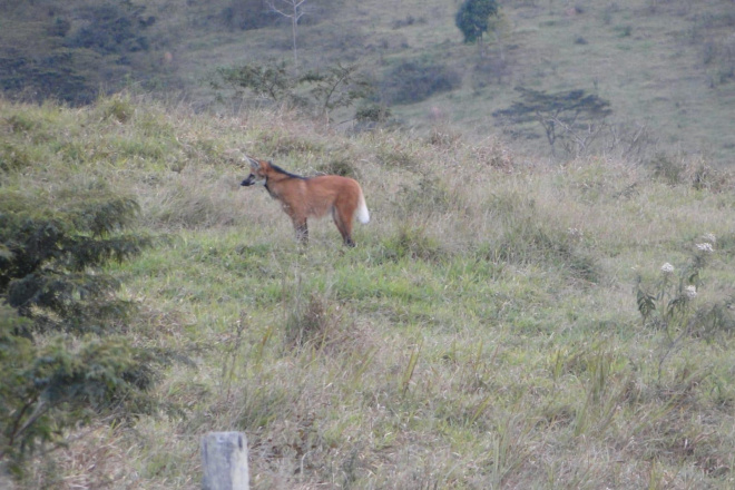 Maned Wolf Santo Adolfo