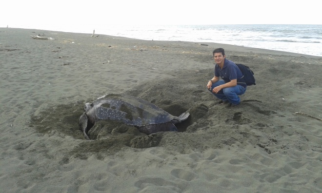 Carlos Fernandez with adult turtle