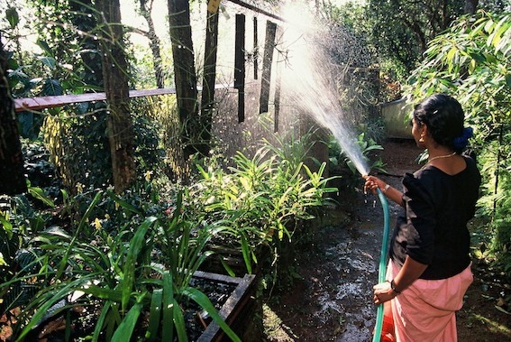 Watering epiphytes in the botanic garden visitors area