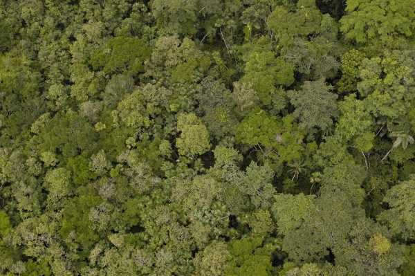 Am19 Aerial View Of Rainforest