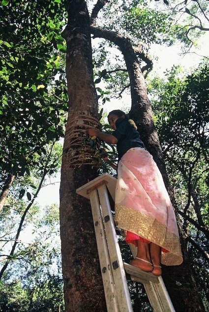 Caring For Epiphytes