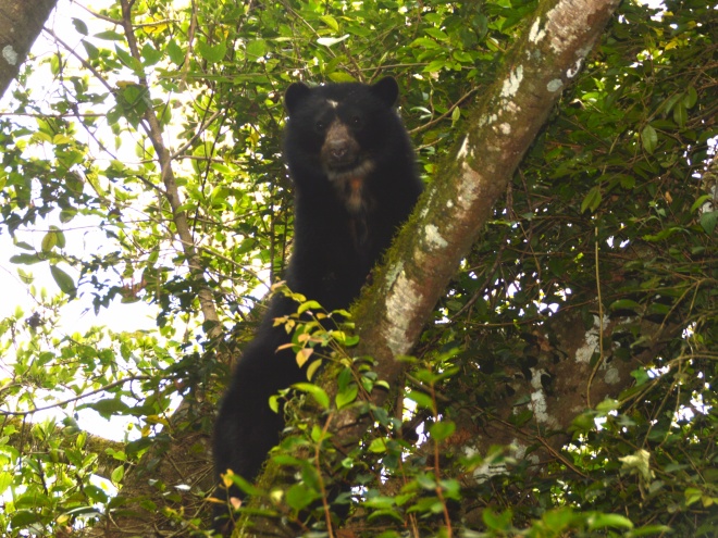 Rc Andeanbear Tashkin