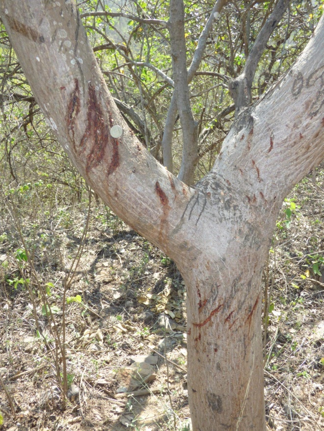 Scratch marks from a spectacled bear