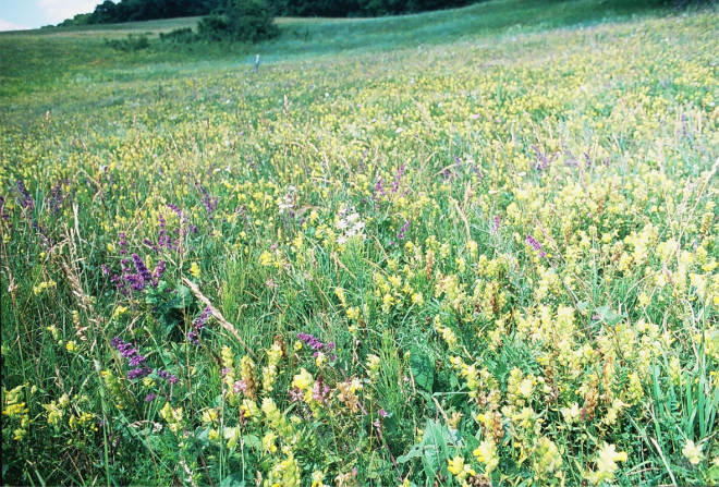 Forests, and natural and semi-natural grasslands are the habitat groups with the highest percentage of anthropogenic loss globally