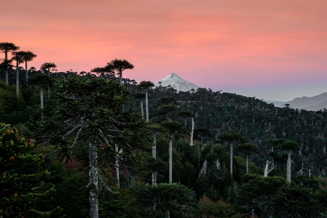 The Araucaria forests of Chile, part 2