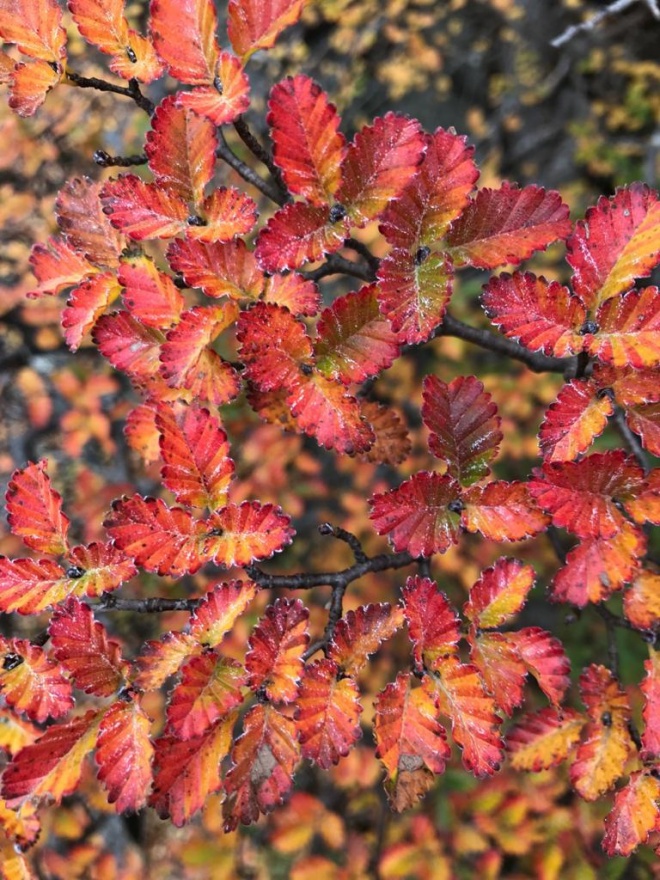 Autumn colours at Nasampulli by FORECOS