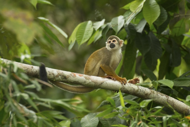 Squirrelmonkey 0170153