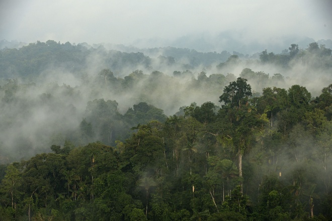 Cloud Forest 3