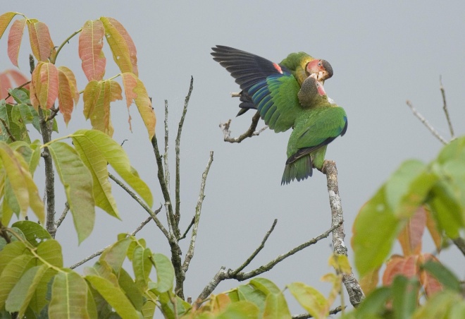 Rose faced parrot, Murray Cooper