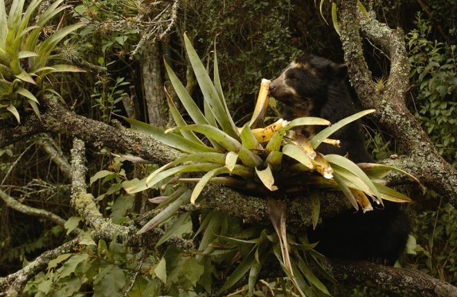 Spectacled Bear, Murray Cooper