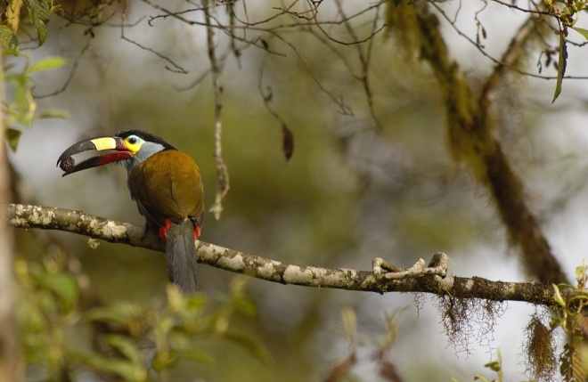 Plate billed Mtn Toucan, Murray Cooper