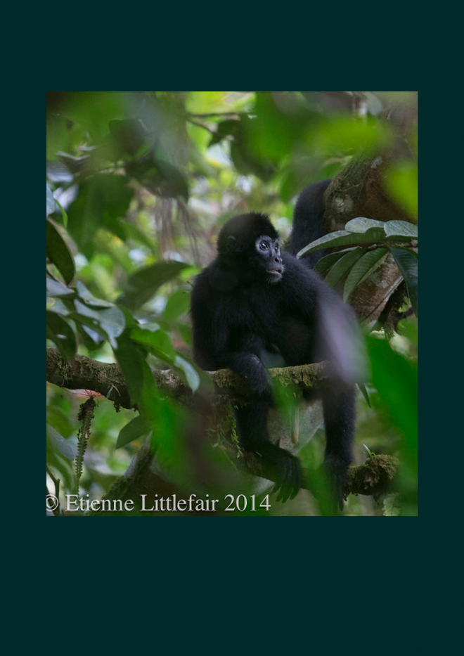 Brown headed spider monkey, credit: Etienne Littlefair