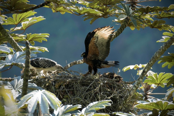 Black-and-chestnut eagle, Murray Cooper