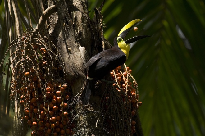 Chestnut-mandibled toucan, Murray Cooper