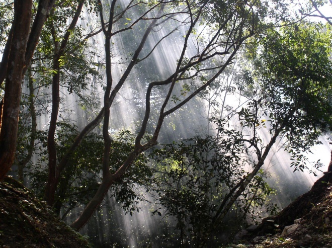 Sun Through The Rainforest