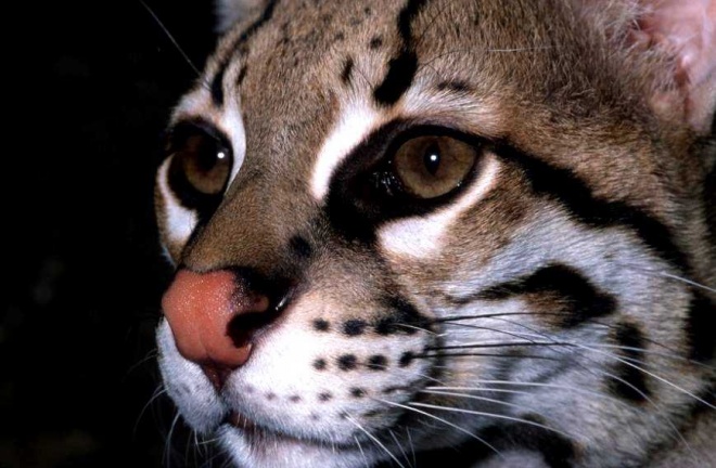 Rainforest Concern Ocelot