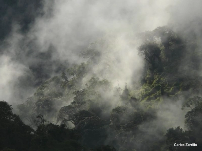 Clouds and forests P1290979 edit