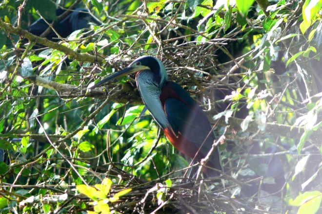 Agami Heron