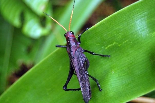 Grasshopper by Carolina Brown
