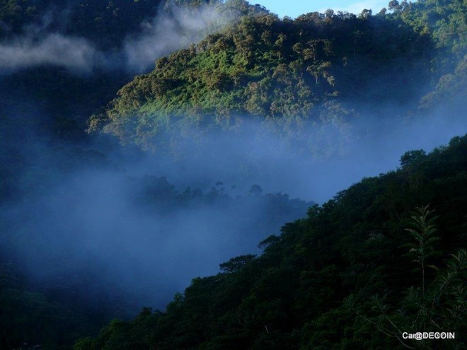 Cloud forest, Caros Zorilla