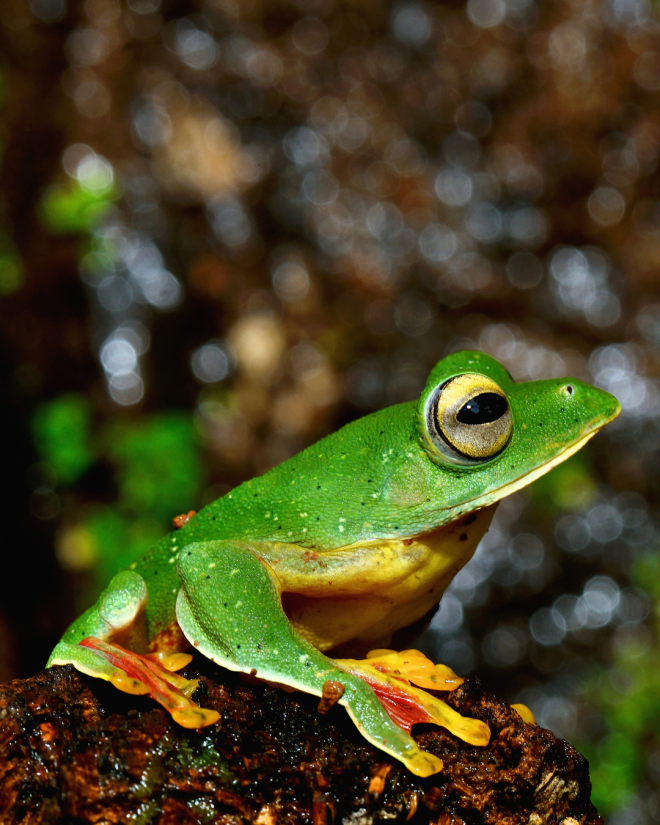 Malabar Gliding Frog