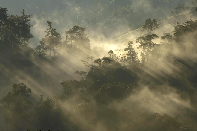 Cloud Forest