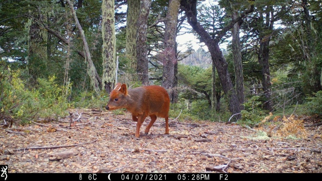 Pudu on camera trap at the Nasampulli Reserve