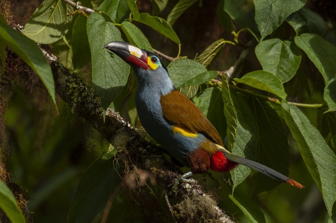 12 C0405 plate billed mountain toucan Andigena laminirostris