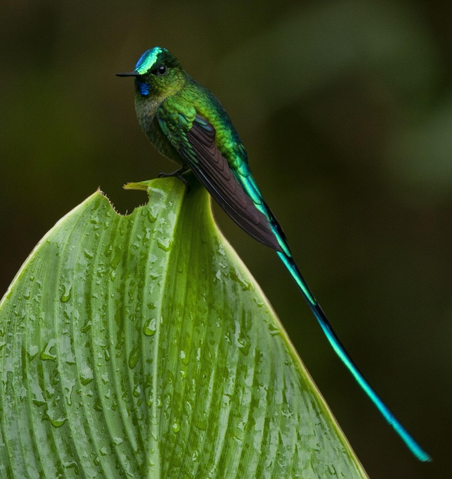 05 C7787 long tailed sylph Aglaiocercus kingii 2