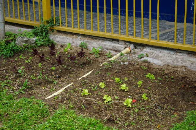 A garden created with the children
