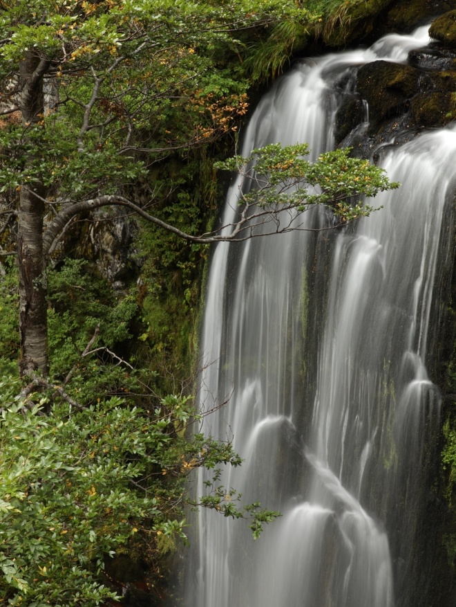 IMG 2969 Cascada de Taique waterfall on the Trafampulli River amongst coigüe trees Nothofagus dombeyi NR