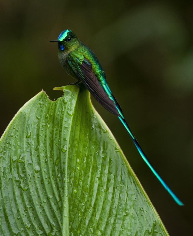 05 C7787 long tailed sylph Aglaiocercus kingii