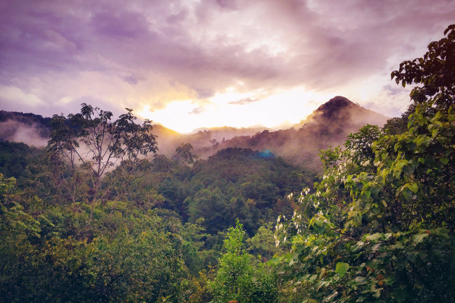 Canva rainforest sun copy