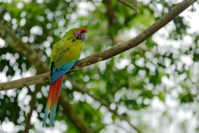 Great green macaw Canva