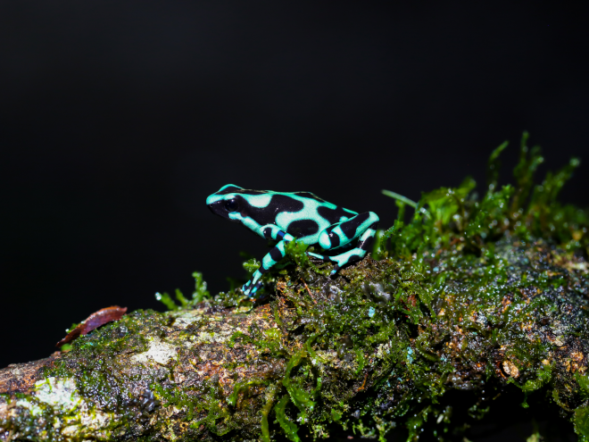 The endemic green poison dart frog