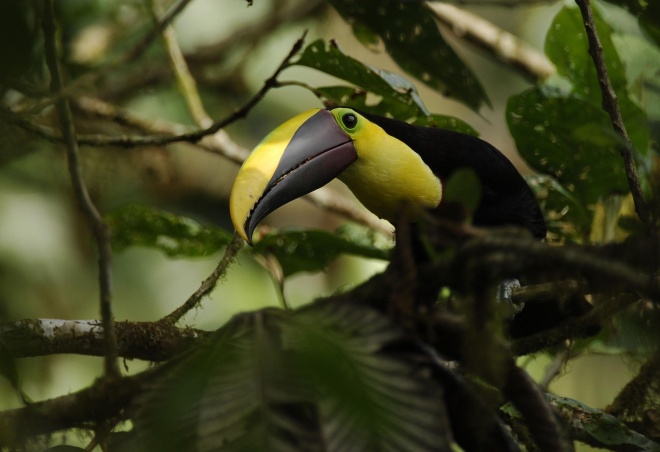 Chestnut mandibled toucan Ramphastos ambiguus swainsonii