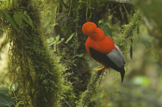 Andean cock-of-the-rock, Murray Cooper