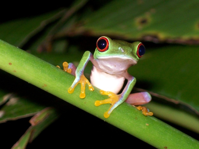 Agalychnis callidryas Juvenile