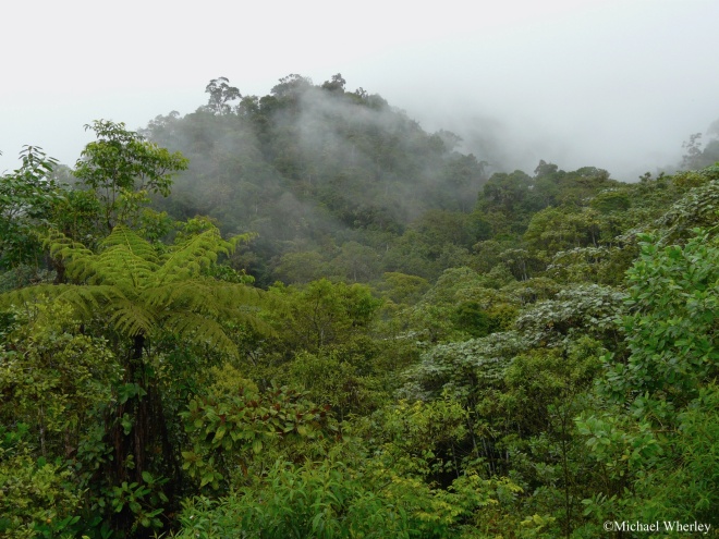 Los Cedros cloud forest Michael Wherley