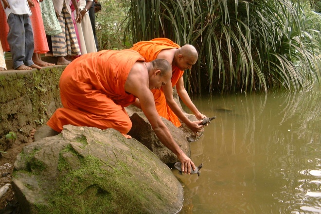 MONKS TURTLES Sinharaja