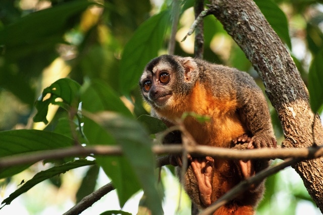 Aotus night monkey A Maldnado