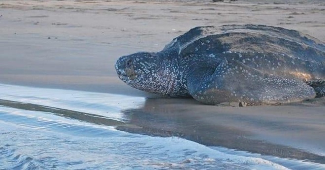 Leatherback Urpiano